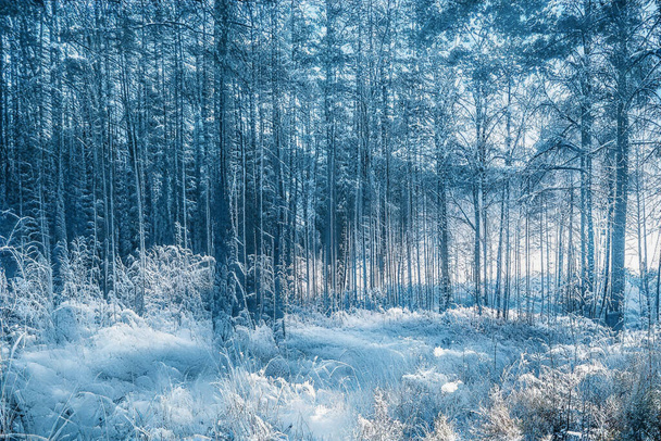Donmuş karlı ormanda büyülü kış günbatımı. - Fotoğraf, Görsel