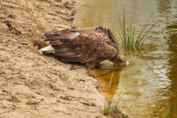 A sea eagle is drinking in the water. Water droplets leak from the beak. Reflection in the lake. Detailed, yellow beak brown feathers, animal themes. - Photo, Image