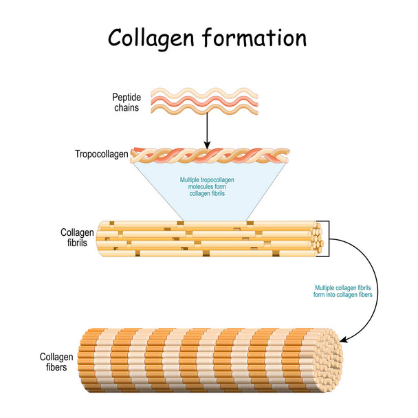 Formazione di collagene. Dalle catene peptidiche alle molecole multiple di tropocollagene che formano fibrille di collagene. Fibrille multiple si formano in fibre di collagene. Illustrazione vettoriale - Vettoriali, immagini