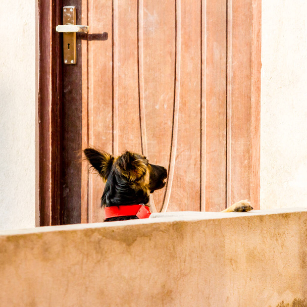 Pies pasterski wraca do domu i stoi przy drzwiach - Zdjęcie, obraz