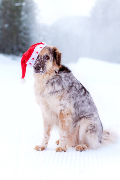 Big dog in santa hat sitting on snow forest road - Foto, immagini