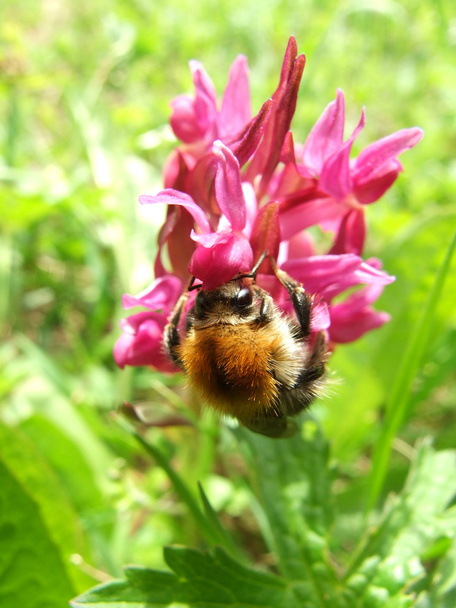 Bumblebee on orchid - Photo, Image