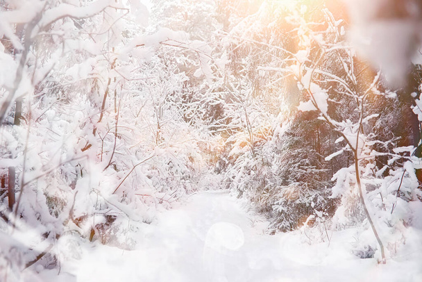 Winter landscape. Forest under the snow. Winter Park. - Zdjęcie, obraz