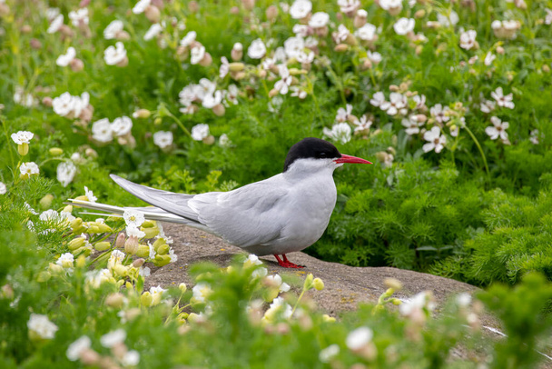 The Arctic tern (Sterna paradisaea) is a long-distance migrant, making a staggering annual round-trip from its Arctic or northern temperate breeding range to the Antarctic where it spends winter - Photo, Image