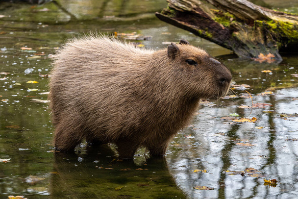 El capibara, Hydrochoerus hydrochaeris es un mamífero nativo de América del Sur. Es el roedor vivo más grande del mundo. - Foto, imagen