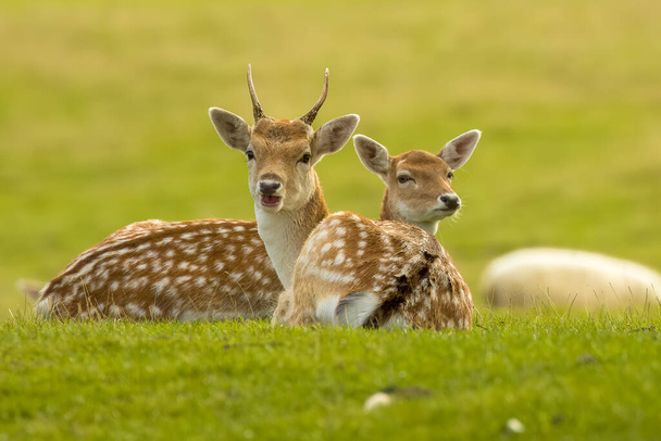 Two roe deer in the wilderness surrounded by greenery - Photo, Image