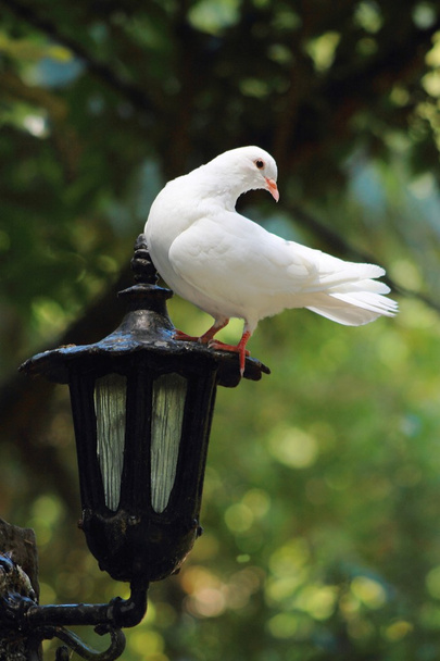 Perches de colombe blanche sur lanterne
 - Photo, image
