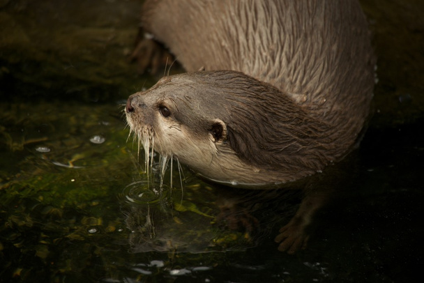 Close-up de lontra asiática de garra curta que entra na água
 - Foto, Imagem