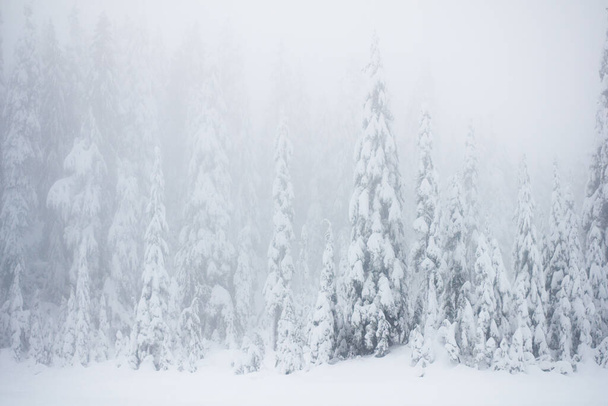 The view of the winter forest. Vancouver Island, British Columbia, Canada. - Фото, зображення