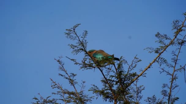 Indian Roller or the bird's legs are endemic bird found in Asia. Bird on branch. - Footage, Video