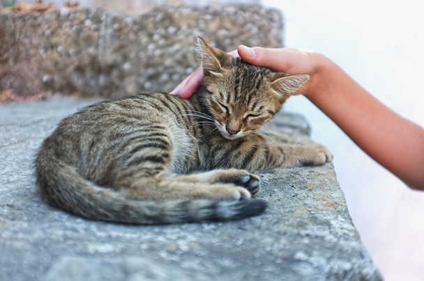 Person is petting a cat - Photo, Image