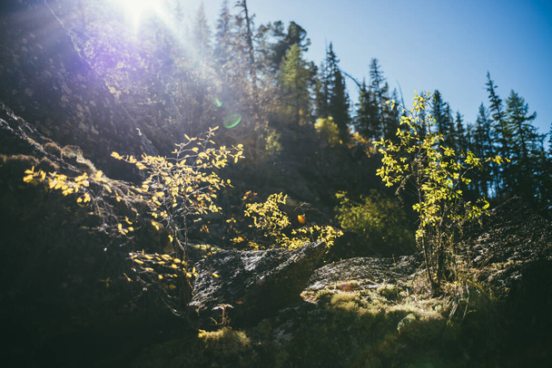 Ηλιόλουστο φθινοπωρινό τοπίο με μικρό δέντρο με κίτρινα φύλλα στο χρυσό φως του ήλιου στους βράχους. Όμορφο αλπικό τοπίο με ορεινή χλωρίδα σε φθινοπωρινά χρώματα. θάμνος με φύλλα χρυσού στη λιακάδα στα βουνά. - Φωτογραφία, εικόνα