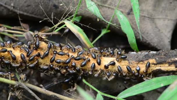 Termites eating wood. HD - Footage, Video
