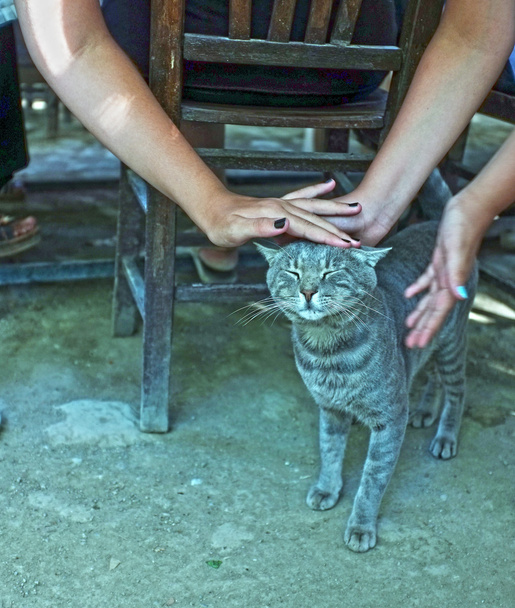 People are petting a cat - Photo, Image