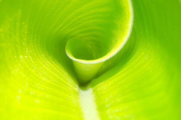 Close up banana leaf background texture - Фото, изображение
