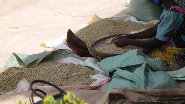 Африканская женщина сидит и сортирует сушеные кофейные зерна на стиральной станции - Кадры, видео