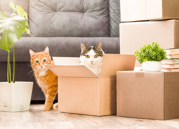 kaksi kissaa leikkii pahvilaatikoissa ja muuttaa uuteen taloon - Valokuva, kuva