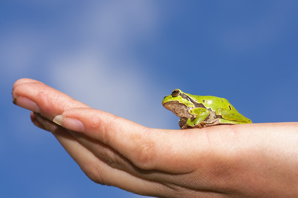 European tree frog - Photo, Image