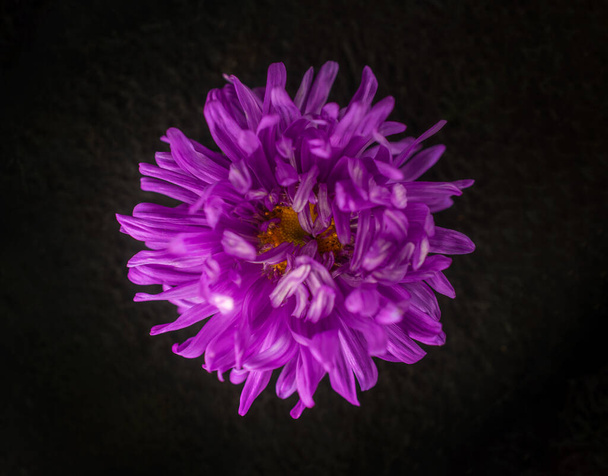 Top view of a flower on a black background. Studio shot. - Photo, Image