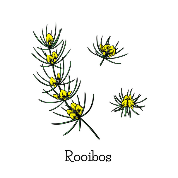 Line art rooibos sketch flower plant for decorative design. Graphic background. Floral illustration. Hand drawn vector set. Elegant botany decor. - Вектор, зображення