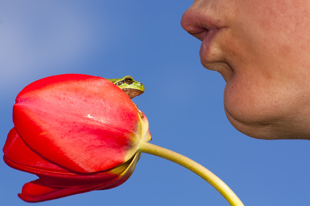 musisz całować żaby kilka - Zdjęcie, obraz