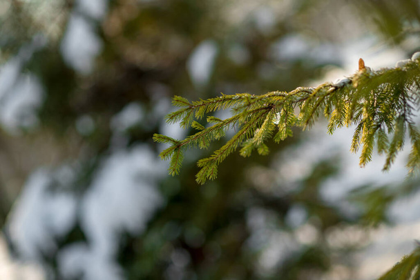 Árboles de invierno en el parque natural de la ciudad con bancos - Foto, Imagen