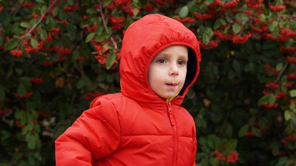 egy piros kabátos gyerek csuklyával a hátán egy hegyi kőrisfa hátterében, derékig érő fényképpel. messze előre néz. - Fotó, kép