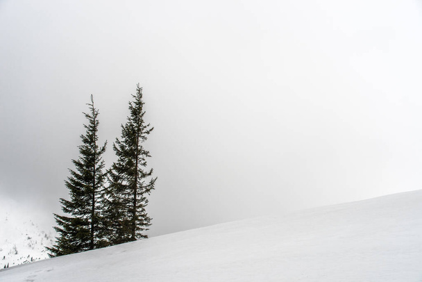 Рождественские елки на фоне тумана и снежных гор. Размытое прошлое. Селективный фокус. - Фото, изображение