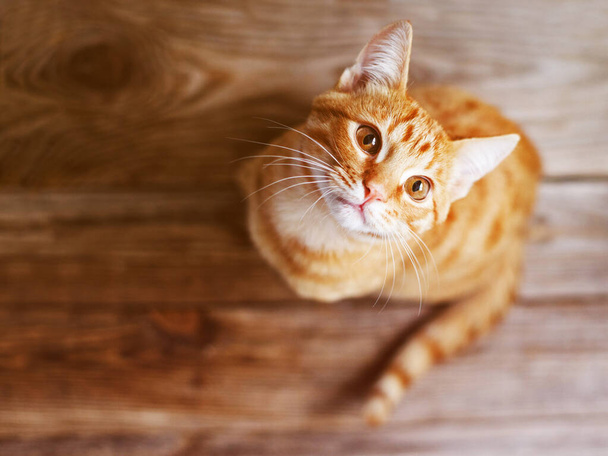 Cute beautiful tabby ginger kitten on a wooden surface looks up close-up, top view - Photo, Image
