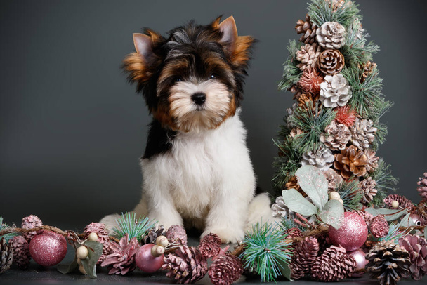 Biewer Terrier y decoraciones navideñas - Foto, Imagen