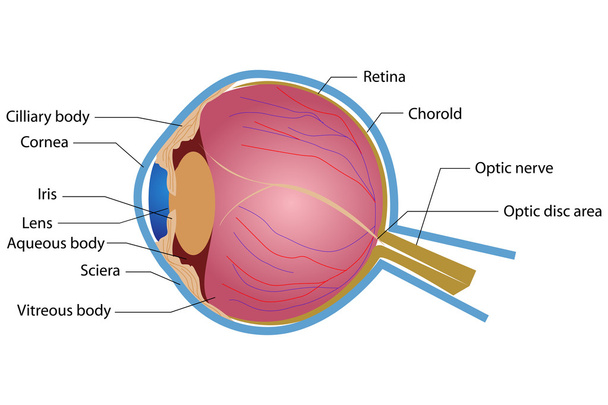 Anatomía ocular - Vector, Imagen