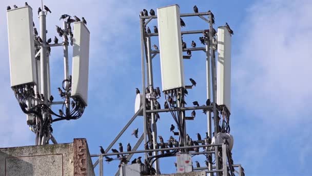 A Close up view of a typical cell network site, a many birds standing over the antennas. Used to send and receive mobile network communications - Filmati, video