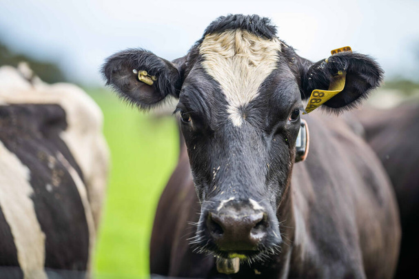 Stud Angus, wagyu, Murray grey, Lácteos y carne de vacuno Vacas y toros pastando en la hierba y los pastos. Los animales son orgánicos y de campo libre, que se cultiva en una granja agrícola en Australia. - Foto, Imagen
