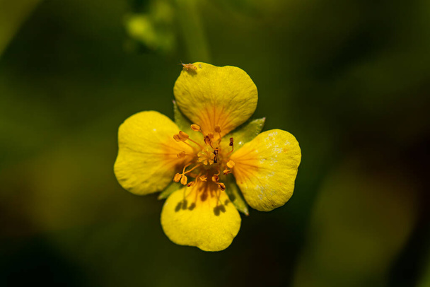 Çayırda büyüyen potentilla erekta çiçeği, makro - Fotoğraf, Görsel