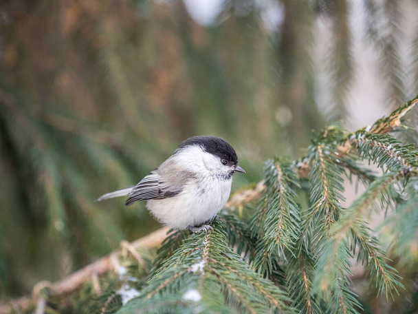 Cute bird the willow tit, song bird sitting on the fir branch with snow in winter. Willow tit perching on tree in winter. The willow tit, lat. Poecile montanus. - Фото, изображение