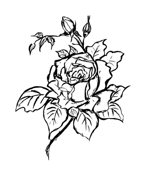 Imagem de contorno de uma flor de rosa sobre um fundo branco - Foto, Imagem