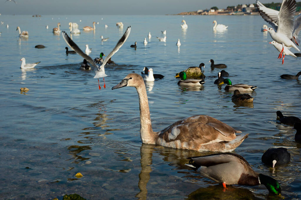 Möwen Schwäne Enten Meer Strand. Eine große Gruppe von Vögeln flog in warmer See in den Winter. Der Moment, in dem die Bewegung Fahrt aufnimmt. Verschiedene Meerestiere ernähren sich in flachem Wasser. Porträts von Zugvögeln - Foto, Bild