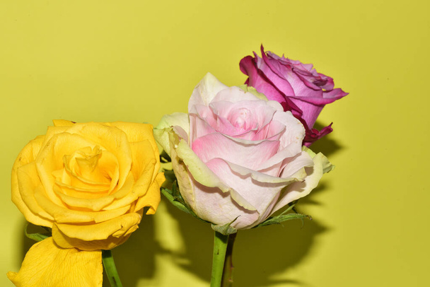 close up view of beautiful roses flowers on yellow background - Photo, Image