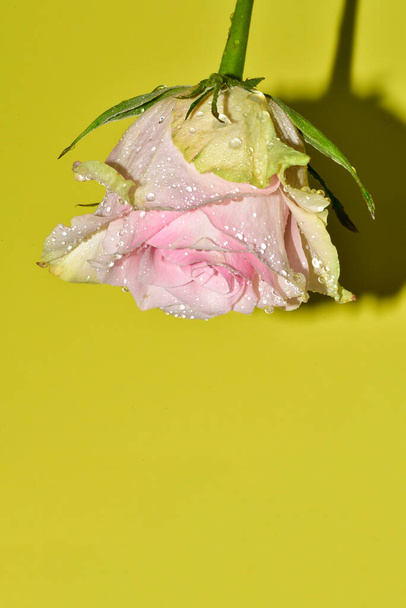 Sarı arkaplandaki güzel gül çiçeğinin yakın görüntüsü - Fotoğraf, Görsel