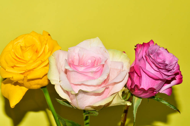 close-up uitzicht op prachtige rozen bloemen op gele achtergrond - Foto, afbeelding