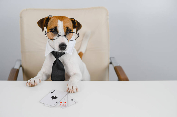 Jack russell terrier dog with glasses and tie plays poker. Addiction to gambling card games. - Fotó, kép