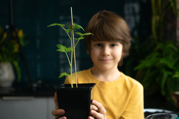 Little boy planting seedlings at home. An independent child is busy with a hobby, replanting plants, sprinkling flowers. Lifetime concept - Foto, Imagen