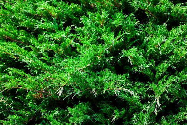 ジュニパーブッシュが閉じます。公園で成長しているジュニパーの枝の背景。常緑針葉樹植物 - 写真・画像