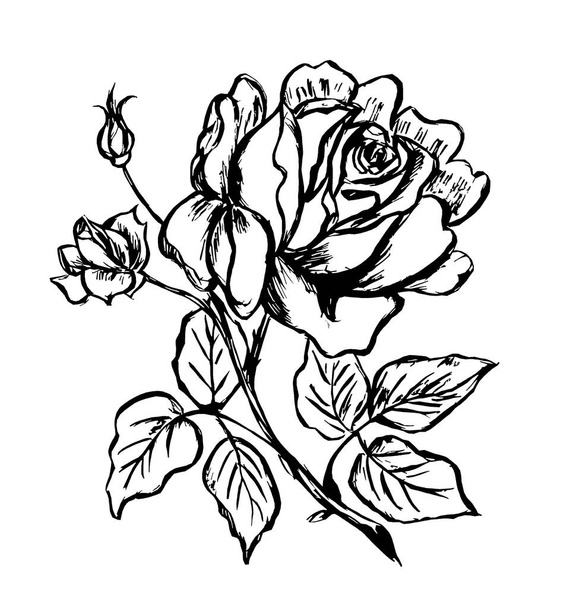 Contour image of a rose flower on a white background - Φωτογραφία, εικόνα