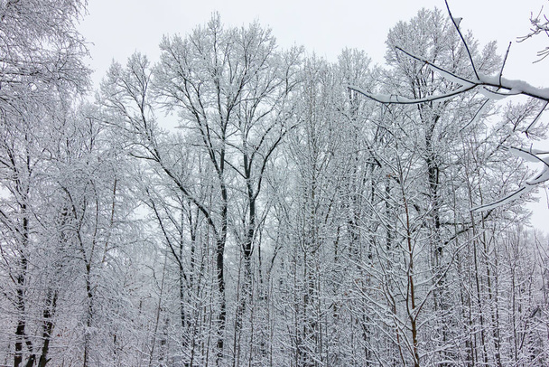 Winter trees flaunt in the snow - Fotoğraf, Görsel