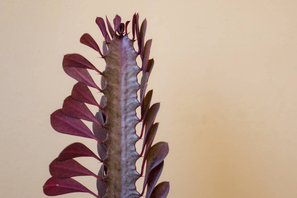 Euphorbia trigona cactus royal punainen kasvi hämärä tausta - Valokuva, kuva