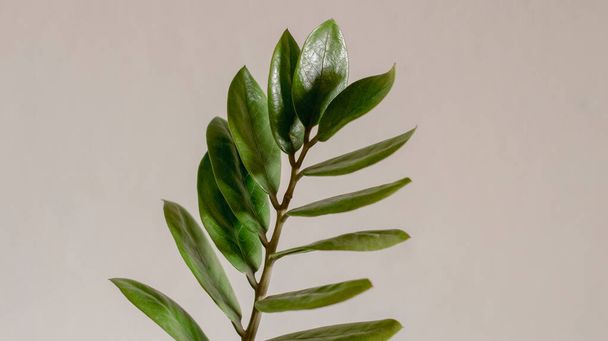Piękny i błyszczący Zamioculas zamiifolia oddział roślin z izolowanym tle - Zdjęcie, obraz