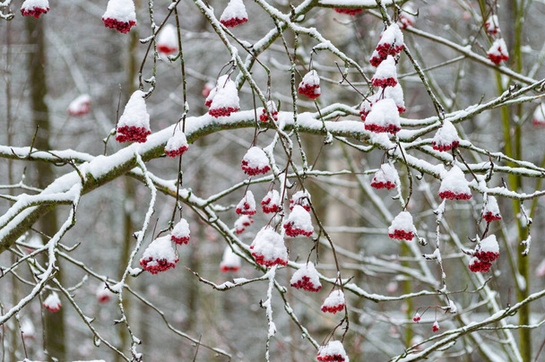 Rote Vogelbeersträuße unter dem Schnee im Winterpark. Hochwertiges Foto - Foto, Bild