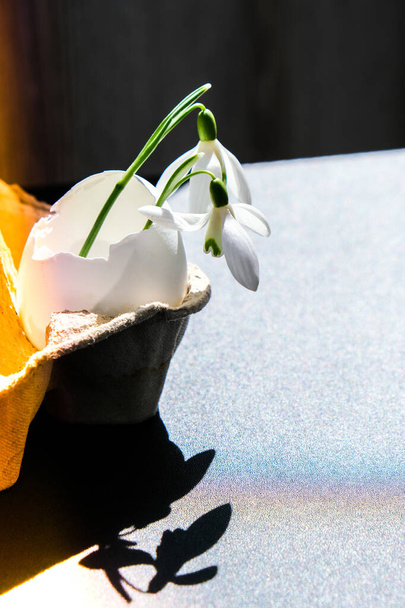 Творческая минимальная концепция Пасхи и весны с подснежником в белой яичной скорлупе на тёмном фоне. Устойчивый образ жизни. Многоразовый. Ноль отходов - Фото, изображение