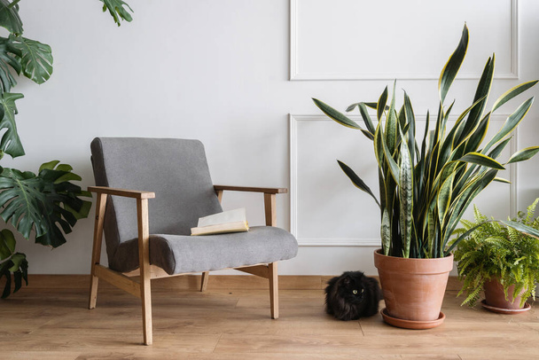 Kiváló minőségű fotó hangulatos otthoni környezet kortárs bútorok, növények és imádnivaló macska. Modern nappali belsőépítészet. Életmód-koncepció - Fotó, kép